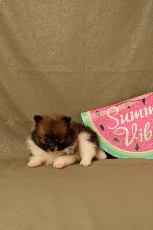 puppy, for, sale, Pomeranian, Matthew B. Stoltzfus, dog, breeder, Gap, PA, dog-breeder, puppy-for-sale, forsale, nearby, find, puppyfind, locator, puppylocator, aca